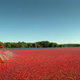 Cranberry picker Craig Weston operates a water reel in Slugg Bog on the R.A.S.P. Cranberry farm in Carver, Mass., at daybreak on Thursday, Sept. 28, 1995. The water reel slaps the floating cranberries off the vines, and then they are gathered with booms and pumped from the water. These cranberries will be used for juices and sauces. (AP Photo/C.J. Gunther